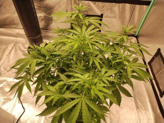 Blackberry Cream Auto DWC. Week 6 - Day 51 Before Lollipopping