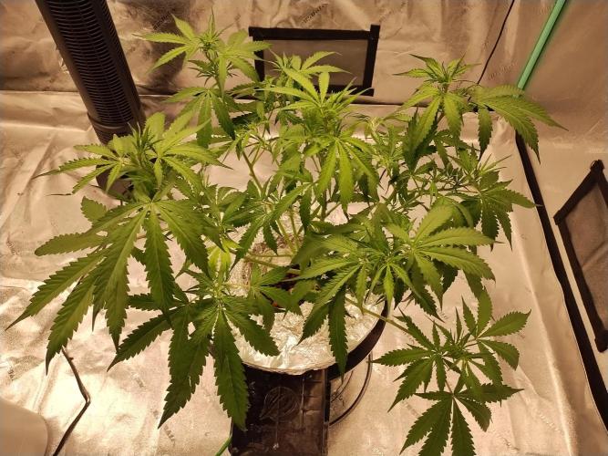 Blackberry Cream Auto DWC. Week 6 - Day 51 After Lollipopping