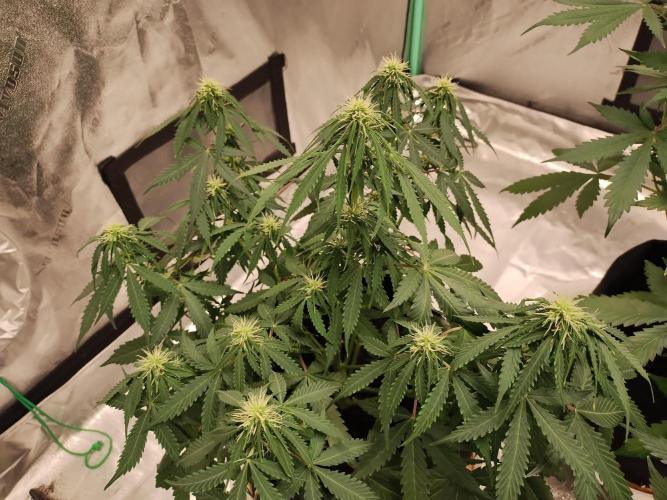 Blackberry Cream Auto. Week 7 - Day 53