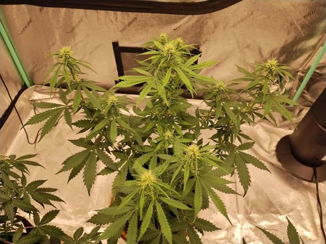 Blackberry Cream Auto. Week 7 - Day 53