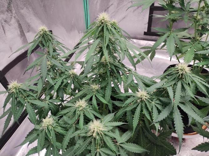 Blackberry Cream Auto. Week 7 - Day 56