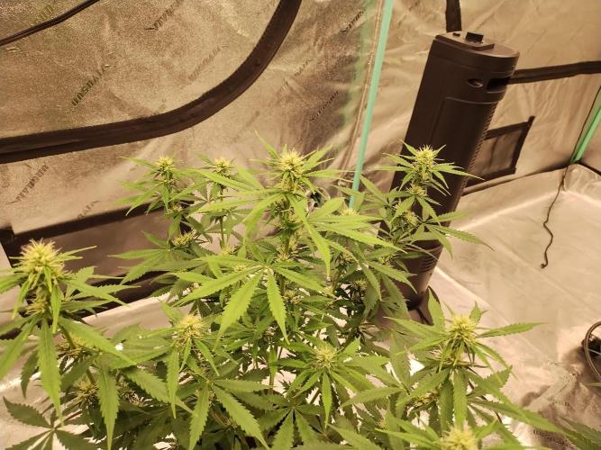 Blackberry Cream Auto. Week 7 - Day 56