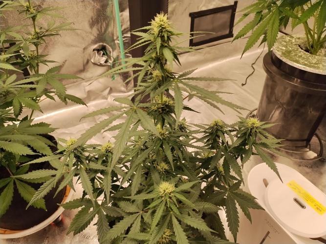 Blackberry Cream Auto. Week 7 - Day 56