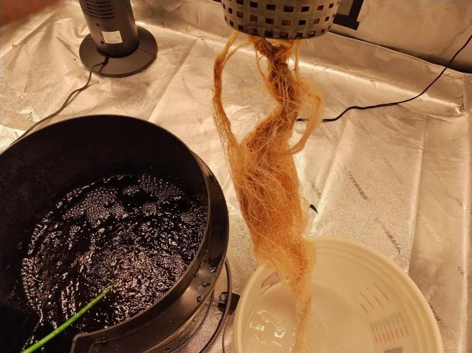 Blackberry Cream Auto DWC. Week 7 - Day 52