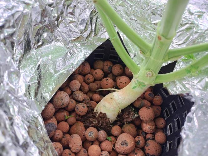 Blackberry Cream Auto DWC. Week 7 - Day 52