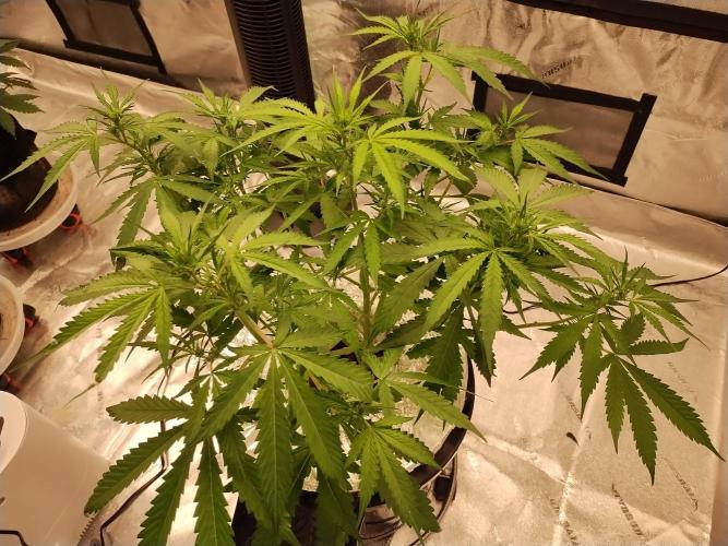 Blackberry Cream Auto DWC. Week 7 - Day 52