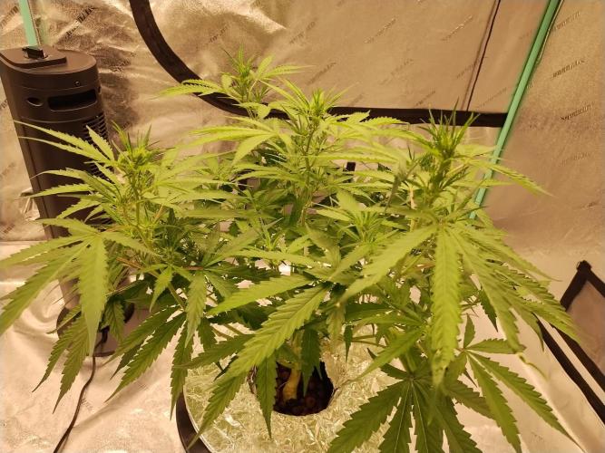 Blackberry Cream Auto DWC. Week 7 - Day 53