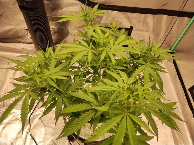 Blackberry Cream Auto DWC. Week 7 - Day 53