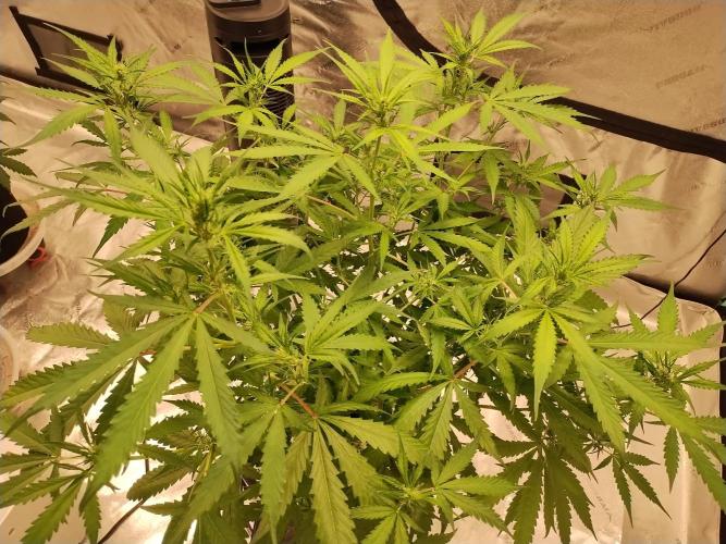 Blackberry Cream Auto DWC. Week 7 - Day 56