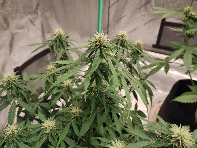 Blackberry Cream Auto. Week 8 - Day 59