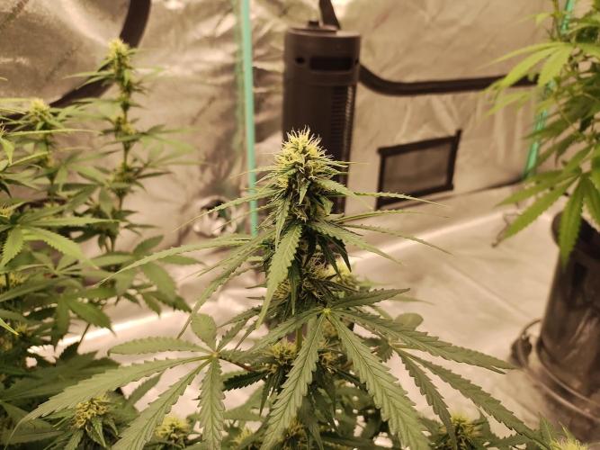 Blackberry Cream Auto. Week 8 - Day 59