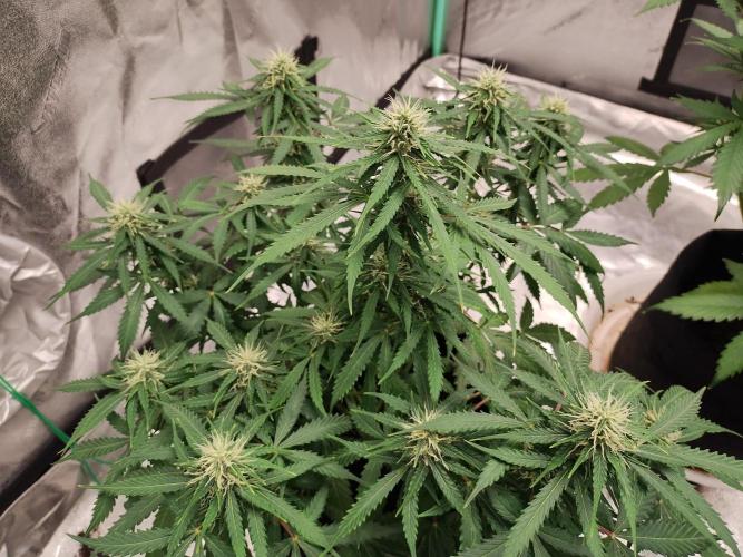 Blackberry Cream Auto. Week 8 - Day 61