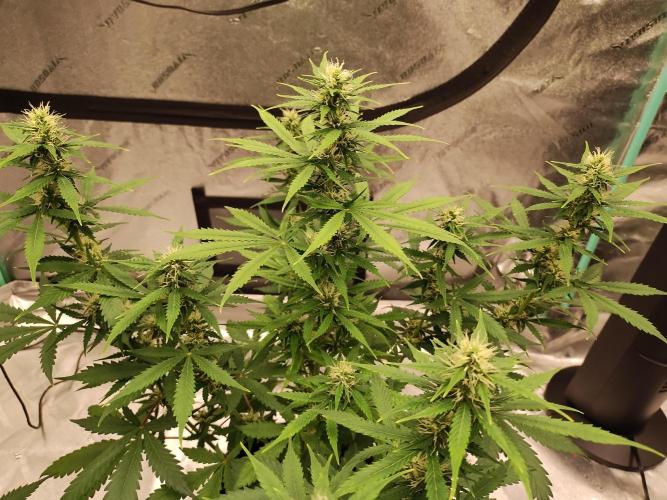 Blackberry Cream Auto. Week 8 - Day 61