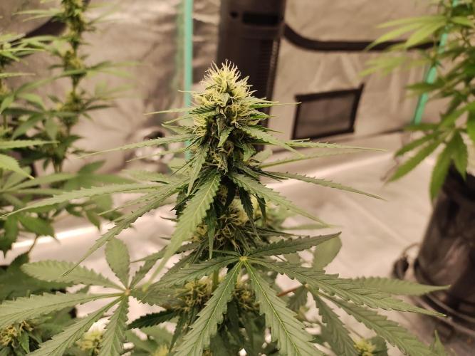 Blackberry Cream Auto. Week 8 - Day 61