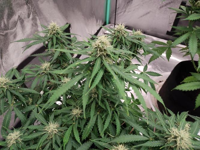 Blackberry Cream Auto. Week 8 - Day 64