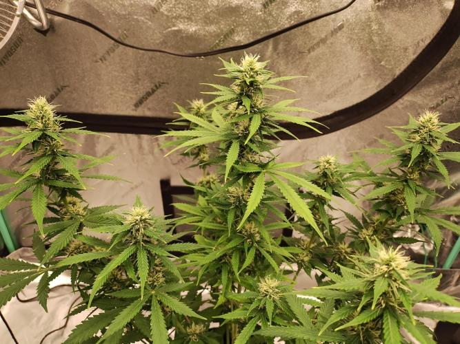 Blackberry Cream Auto. Week 8 - Day 64