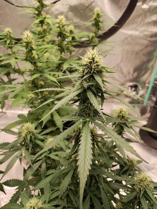 Blackberry Cream Auto. Week 8 - Day 64