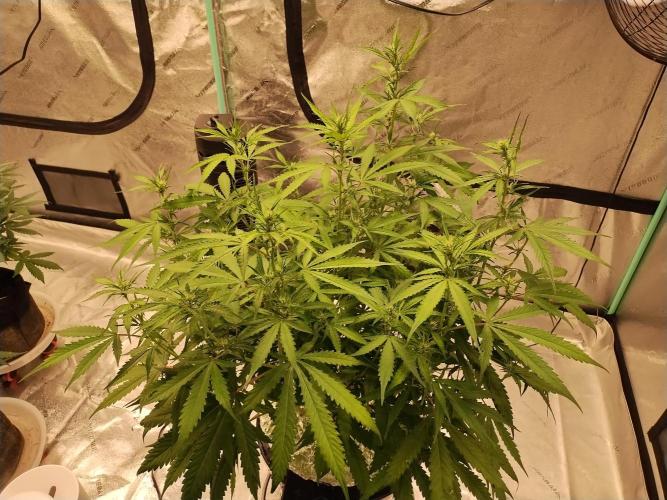 Blackberry Cream Auto DWC. Week 8 - Day 58