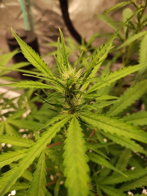 Blackberry Cream Auto DWC. Week 8 - Day 58