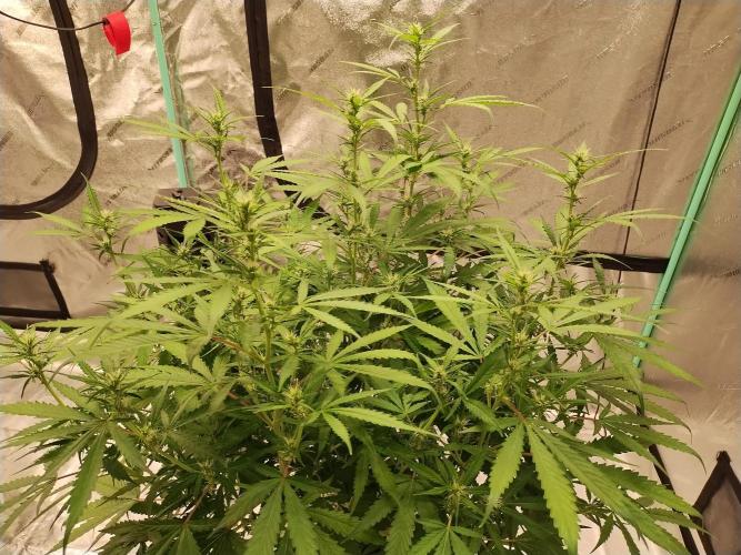 Blackberry Cream Auto DWC. Week 8 - Day 61