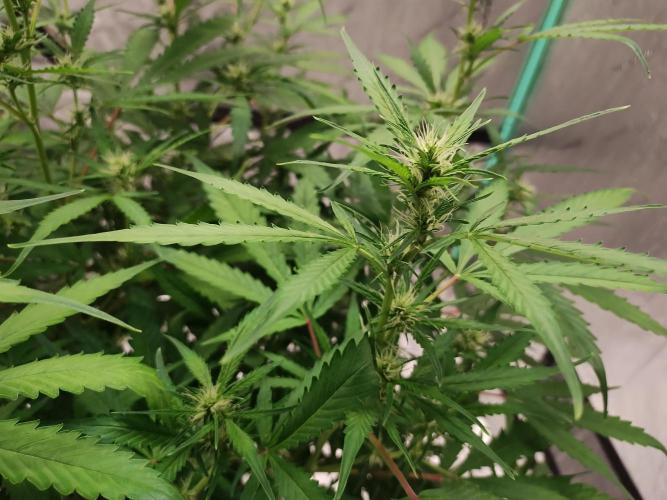 Blackberry Cream Auto DWC. Week 8 - Day 61