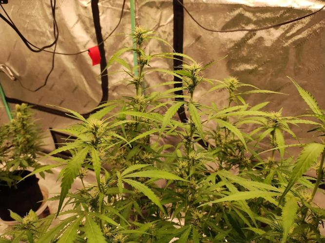 Blackberry Cream Auto DWC. Week 8 - Day 64 - Big Trim