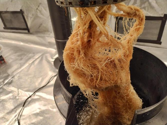 Blackberry Cream Auto DWC. Week 8 - Day 64