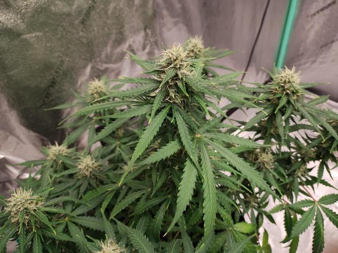 Blackberry Cream Auto. Week 9 - Day 67