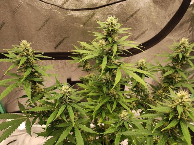 Blackberry Cream Auto. Week 9 - Day 67