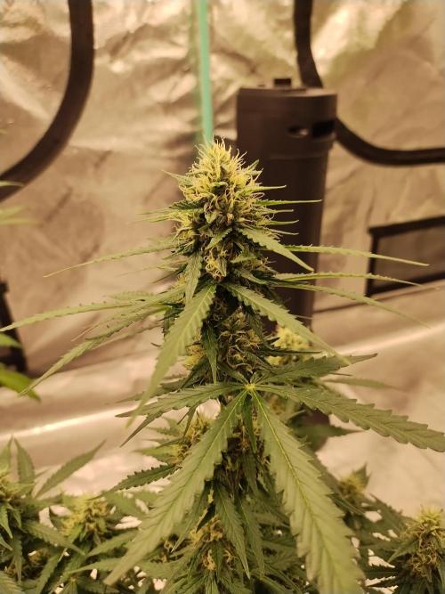 Blackberry Cream Auto. Week 9 - Day 67