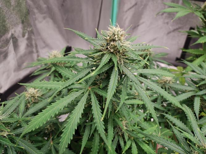 Blackberry Cream Auto. Week 9 - Day 70