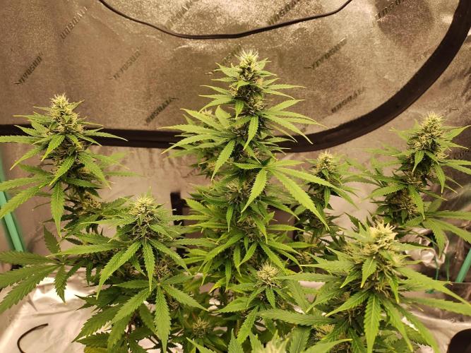 Blackberry Cream Auto. Week 9 - Day 70