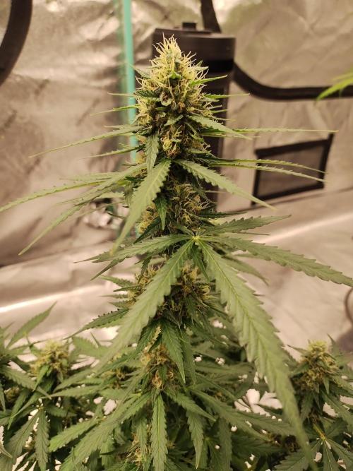 Blackberry Cream Auto. Week 9 - Day 70