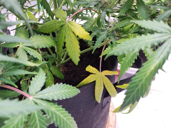 Blackberry Cream Auto. Week 9 - Day 70 - nitrogen deficiency