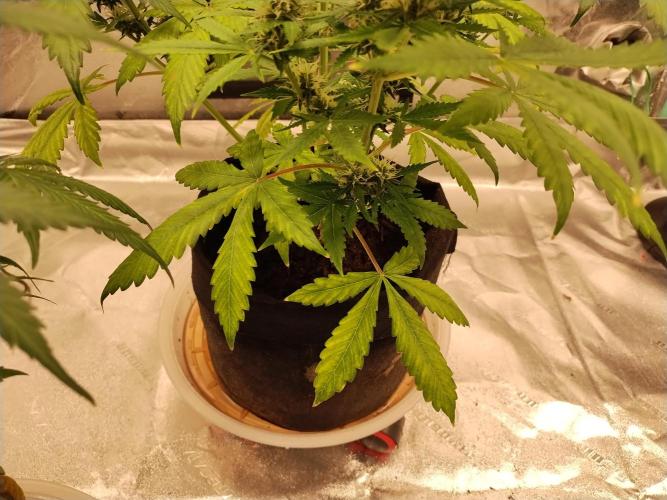 Blackberry Cream Auto. Week 9 - Day 70 - nitrogen deficiency