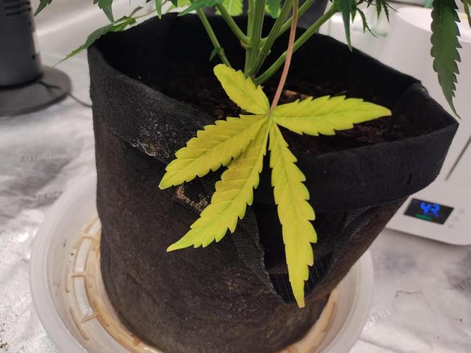 Blackberry Cream Auto. Week 9 - Day 70 - nitrogen deficiency