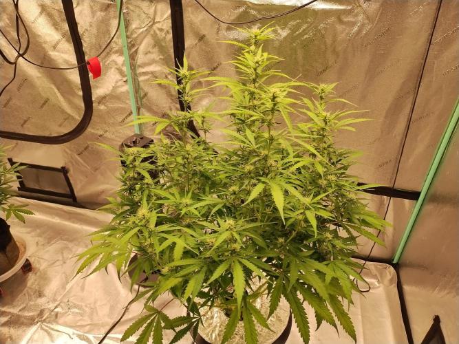 Blackberry Cream Auto DWC. Week 9 - Day 65