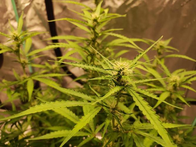 Blackberry Cream Auto DWC. Week 9 - Day 65