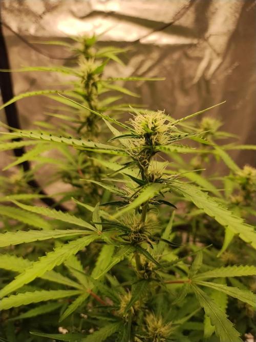 Blackberry Cream Auto DWC. Week 9 - Day 67