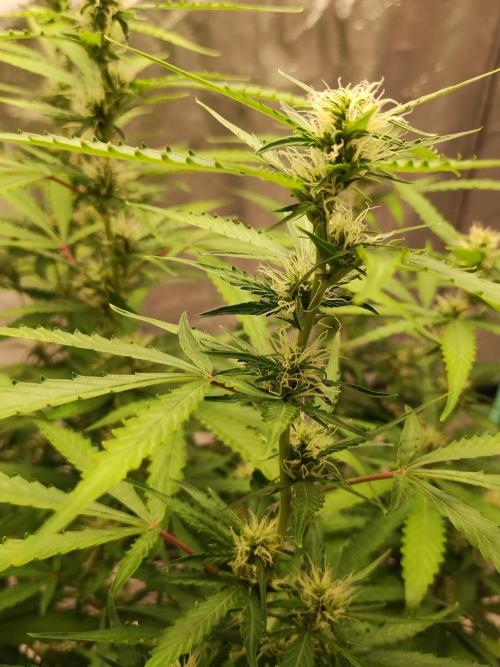 Blackberry Cream Auto DWC. Week 9 - Day 67