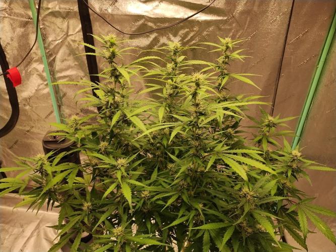 Blackberry Cream Auto DWC. Week 9 - Day 70