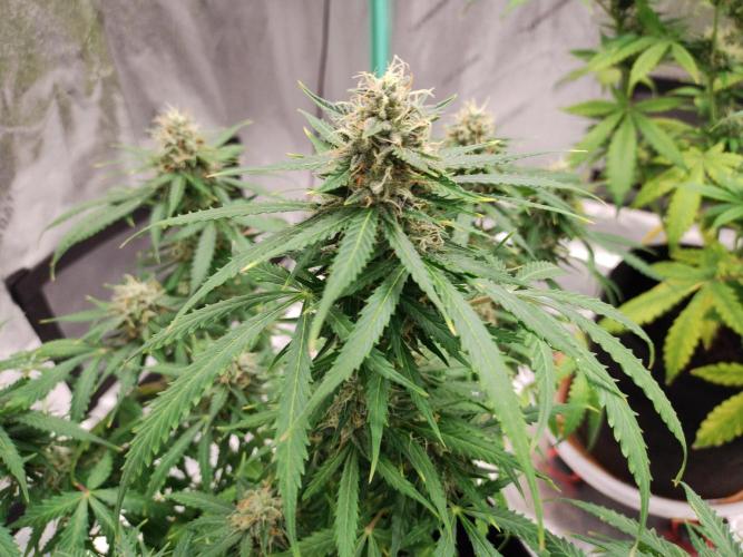 Blackberry Cream Auto. Week 10 - Day 74