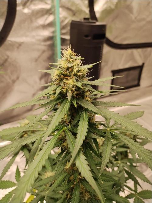 Blackberry Cream Auto. Week 10 - Day 73
