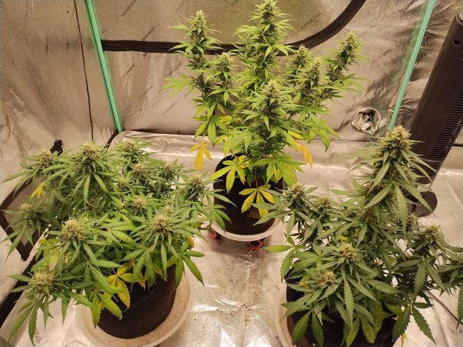 Blackberry Cream Auto. Week 10 - Day 75