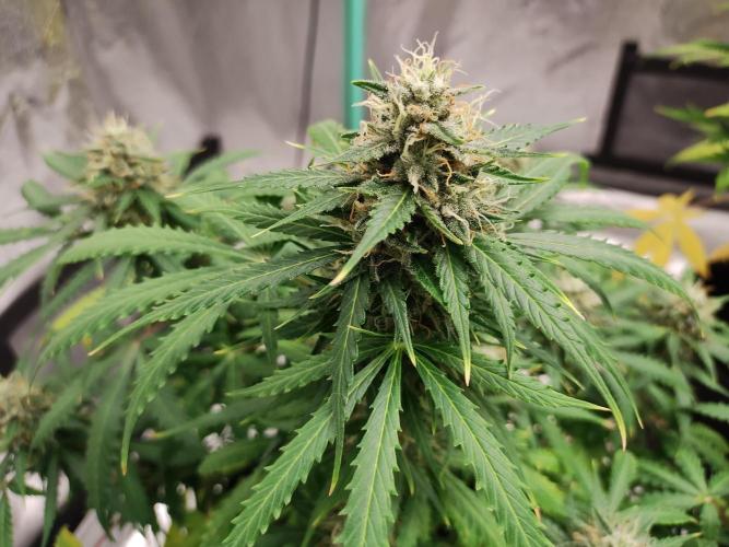 Blackberry Cream Auto. Week 10 - Day 75