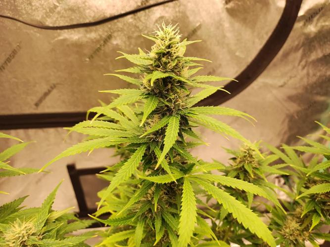 Blackberry Cream Auto. Week 10 - Day 75