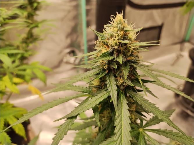 Blackberry Cream Auto. Week 10 - Day 75