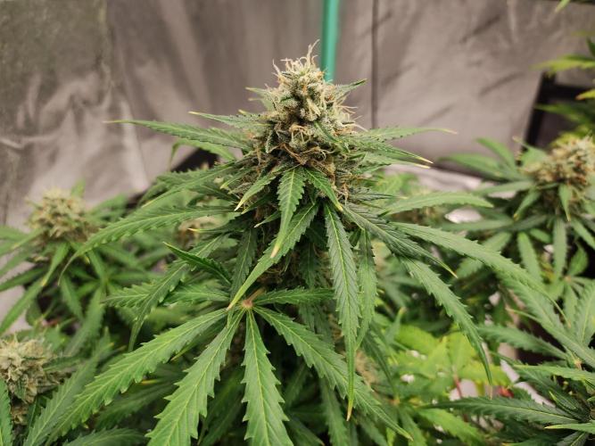 Blackberry Cream Auto. Week 10 - Day 77