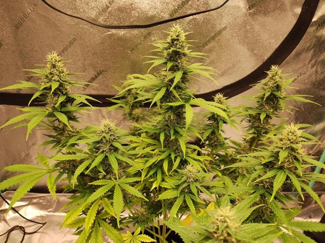 Blackberry Cream Auto. Week 10 - Day 77