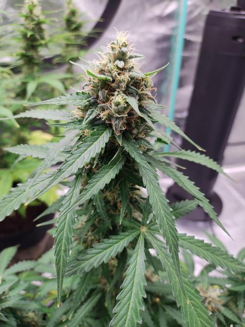 Blackberry Cream Auto. Week 10 - Day 77